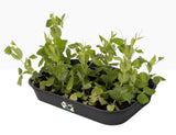 Elho Green Basics Grow Tray (Select Size & Colour)