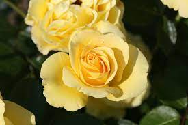 Royalty Rose Bush 3L (Select Type)