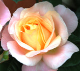 Premium Rose Bush 3L (Select Type)