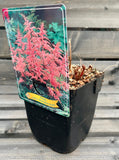 Astilbe 11cm - Select Variety