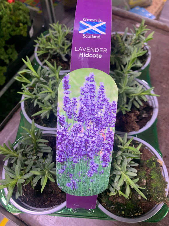 Lavender Hidcote 6pack