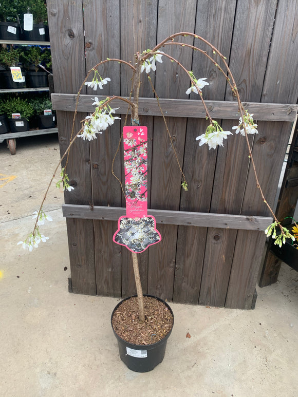 Prunus 60cm 3L- Select Variety