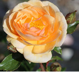 Premium Rose Bush 3L (Select Type)