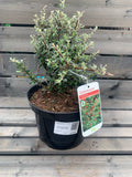 Cotoneaster 3L- Select Variety