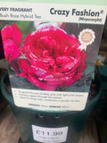 Premium Rose Bush 3L (Select Type)