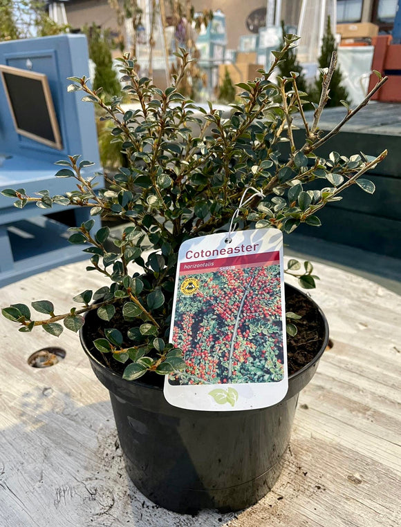 Cotoneaster 3L- Select Variety