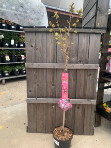 Prunus 60cm 3L- Select Variety