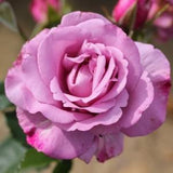 Royalty Rose Bush 3L (Select Type)