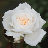 Patio Rose 3L (Select Type)