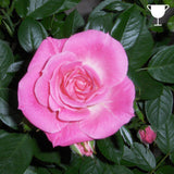Patio Rose 7.5L (Select Type)