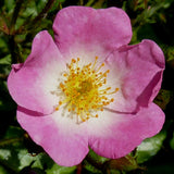 Traditional Rose Bush 3L (Select Type)