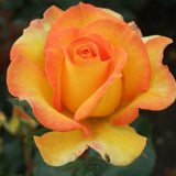 Royalty Rose Bush 3L (Select Type)