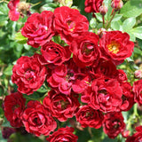 Patio Rose 3L (Select Type)