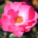 Premium Rose Bush 3L (Select Type)