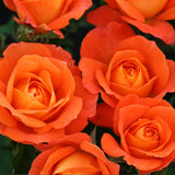 Royalty Rose Bush 3L (Select Type)