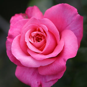 Premium Rose Bush 3L (Select Type)