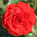 Traditional Rose Bush 3L (Select Type)
