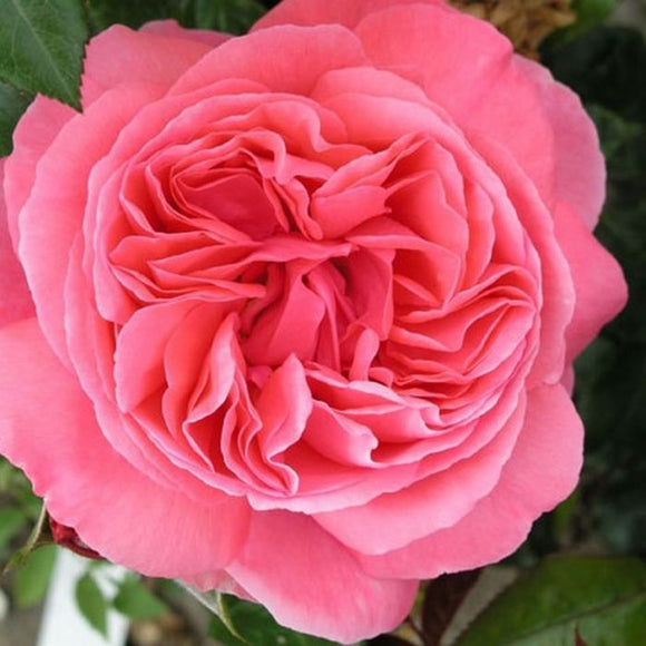 Royalty Rose Bush 3L (Select Type)