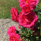Traditional Climbing Rose 4L (Select Type)